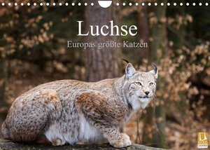 Buchcover Luchse - Europas größte Katzen (Wandkalender 2022 DIN A4 quer) | Cloudtail | EAN 9783673229848 | ISBN 3-673-22984-2 | ISBN 978-3-673-22984-8