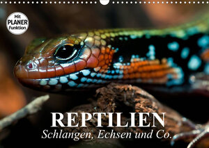 Buchcover Reptilien. Schlangen, Echsen und Co. (Wandkalender 2022 DIN A3 quer) | Elisabeth Stanzer | EAN 9783673338137 | ISBN 3-673-33813-7 | ISBN 978-3-673-33813-7