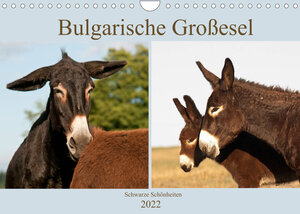 Buchcover Bulgarische Großesel - Schwarze Schönheiten (Wandkalender 2022 DIN A4 quer) | Meike Bölts | EAN 9783673588051 | ISBN 3-673-58805-2 | ISBN 978-3-673-58805-1