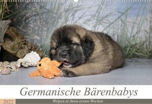 Buchcover Germanische Bärenbabys (Wandkalender 2022 DIN A2 quer) | Sonja Teßen | EAN 9783673609435 | ISBN 3-673-60943-2 | ISBN 978-3-673-60943-5