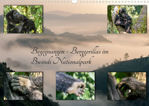 Buchcover Begegnungen - Berggorillas im Bwindi Nationalpark (Wandkalender 2022 DIN A3 quer) | Marisa Jorda-Motzkau | EAN 9783673609725 | ISBN 3-673-60972-6 | ISBN 978-3-673-60972-5