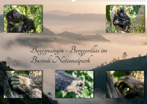 Buchcover Begegnungen - Berggorillas im Bwindi Nationalpark (Wandkalender 2022 DIN A2 quer) | Marisa Jorda-Motzkau | EAN 9783673609732 | ISBN 3-673-60973-4 | ISBN 978-3-673-60973-2