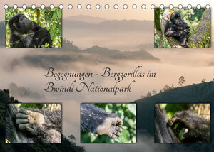 Buchcover Begegnungen - Berggorillas im Bwindi Nationalpark (Tischkalender 2022 DIN A5 quer) | Marisa Jorda-Motzkau | EAN 9783673609749 | ISBN 3-673-60974-2 | ISBN 978-3-673-60974-9