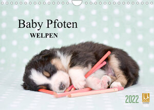 Buchcover Baby Pfoten (Wandkalender 2022 DIN A4 quer) | Natalie Eckelt | EAN 9783673618888 | ISBN 3-673-61888-1 | ISBN 978-3-673-61888-8