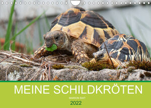 Buchcover Meine Schildkröten (Wandkalender 2022 DIN A4 quer) | Marion Sixt | EAN 9783673634956 | ISBN 3-673-63495-X | ISBN 978-3-673-63495-6
