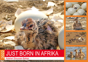 Buchcover JUST BORN IN AFRIKA Kalahari Straussen Babies (Wandkalender 2022 DIN A2 quer) | Barbara Fraatz | EAN 9783673888779 | ISBN 3-673-88877-3 | ISBN 978-3-673-88877-9