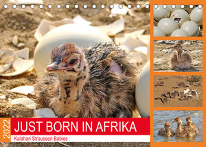 Buchcover JUST BORN IN AFRIKA Kalahari Straussen Babies (Tischkalender 2022 DIN A5 quer) | Barbara Fraatz | EAN 9783673888786 | ISBN 3-673-88878-1 | ISBN 978-3-673-88878-6