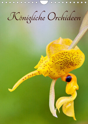 Buchcover Königliche Orchideen (Wandkalender 2022 DIN A4 hoch) | Clemens Stenner | EAN 9783673919862 | ISBN 3-673-91986-5 | ISBN 978-3-673-91986-2