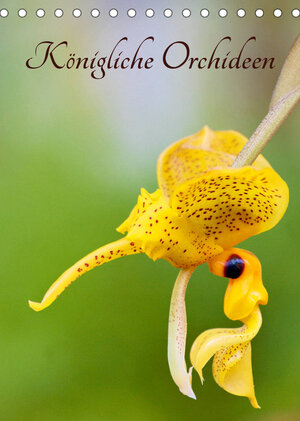 Buchcover Königliche Orchideen (Tischkalender 2022 DIN A5 hoch) | Clemens Stenner | EAN 9783673919893 | ISBN 3-673-91989-X | ISBN 978-3-673-91989-3