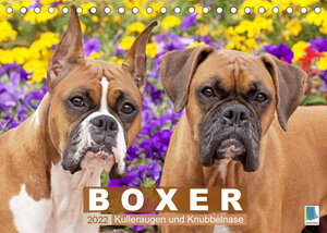 Buchcover Boxer: Kulleraugen und Knubbelnase (Tischkalender 2022 DIN A5 quer) | CALVENDO | EAN 9783674029690 | ISBN 3-674-02969-3 | ISBN 978-3-674-02969-0