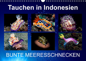Buchcover Tauchen in Indonesien - BUNTE MEERESSCHNECKEN (Wandkalender 2022 DIN A3 quer) | Kathrin Landgraf-Kluge | EAN 9783674052063 | ISBN 3-674-05206-7 | ISBN 978-3-674-05206-3