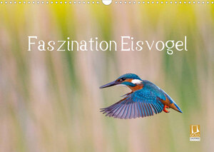 Buchcover Faszination Eisvogel (Wandkalender 2023 DIN A3 quer) | Wilfried Martin | EAN 9783674227911 | ISBN 3-674-22791-6 | ISBN 978-3-674-22791-1