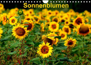 Buchcover Sonnenblumen (Wandkalender 2023 DIN A4 quer) | Dorothea Schulz | EAN 9783674260734 | ISBN 3-674-26073-5 | ISBN 978-3-674-26073-4