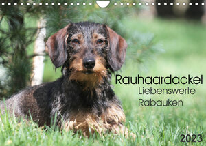 Buchcover Liebenswerte Rabauken - Rauhaardackel (Wandkalender 2023 DIN A4 quer) | Barbara Mielewczyk | EAN 9783674291578 | ISBN 3-674-29157-6 | ISBN 978-3-674-29157-8