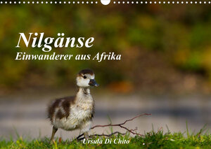 Buchcover Nilgänse - Einwanderer aus Afrika (Wandkalender 2023 DIN A3 quer) | Ursula Di Chito | EAN 9783674379795 | ISBN 3-674-37979-1 | ISBN 978-3-674-37979-5