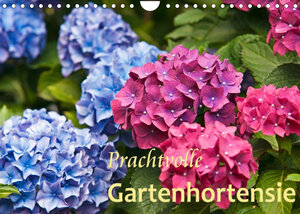 Buchcover Prachtvolle Gartenhortensie (Wandkalender 2023 DIN A4 quer) | Bernd Keller | EAN 9783674534729 | ISBN 3-674-53472-X | ISBN 978-3-674-53472-9