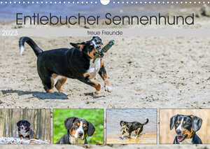 Buchcover Entlebucher Sennenhund - treue Freunde (Wandkalender 2023 DIN A3 quer) | SchnelleWelten | EAN 9783674534873 | ISBN 3-674-53487-8 | ISBN 978-3-674-53487-3