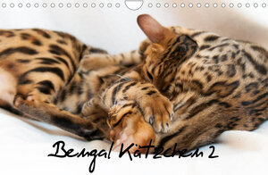 Buchcover Bengal Kätzchen 2 (Wandkalender 2023 DIN A4 quer) | Sylke Enderlein - Bethari Bengals | EAN 9783674824660 | ISBN 3-674-82466-3 | ISBN 978-3-674-82466-0