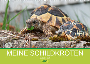 Buchcover Meine Schildkröten (Wandkalender 2023 DIN A2 quer) | Marion Sixt | EAN 9783674868114 | ISBN 3-674-86811-3 | ISBN 978-3-674-86811-4