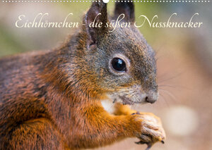 Buchcover Eichhörnchen - die süßen Nussknacker (Wandkalender 2023 DIN A2 quer) | Alena Holtz | EAN 9783674967992 | ISBN 3-674-96799-5 | ISBN 978-3-674-96799-2