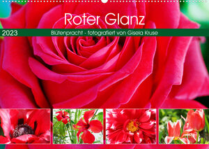 Buchcover Roter Glanz Blütenpracht (Wandkalender 2023 DIN A2 quer) | Gisela Kruse | EAN 9783675009691 | ISBN 3-675-00969-6 | ISBN 978-3-675-00969-1