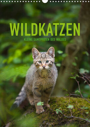 Buchcover Wildkatzen - Kleine Samtpfoten des Waldes (Wandkalender 2023 DIN A3 hoch) | Christina Krutz | EAN 9783675049611 | ISBN 3-675-04961-2 | ISBN 978-3-675-04961-1