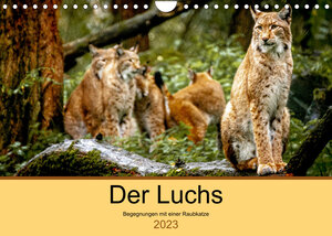 Buchcover Der Luchs - Begegnungen mit einer Raubkatze (Wandkalender 2023 DIN A4 quer) | Ralf Metzger | EAN 9783675188730 | ISBN 3-675-18873-6 | ISBN 978-3-675-18873-0