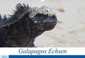 Buchcover Galapagos Echsen (Wandkalender 2023 DIN A3 quer) | Johannes Reeh | EAN 9783675269354 | ISBN 3-675-26935-3 | ISBN 978-3-675-26935-4