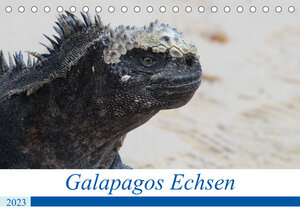 Buchcover Galapagos Echsen (Tischkalender 2023 DIN A5 quer) | Johannes Reeh | EAN 9783675269378 | ISBN 3-675-26937-X | ISBN 978-3-675-26937-8