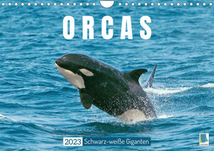 Buchcover Orcas: Schwarz-weiße Giganten (Wandkalender 2023 DIN A4 quer) | CALVENDO | EAN 9783675350489 | ISBN 3-675-35048-7 | ISBN 978-3-675-35048-9