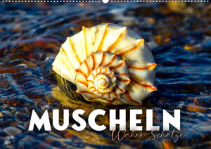 Buchcover Muscheln - Wahre Schätze (Wandkalender 2023 DIN A2 quer) | SF | EAN 9783675394391 | ISBN 3-675-39439-5 | ISBN 978-3-675-39439-1