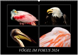 Buchcover Vögel im Fokus 2024 (Wandkalender 2024 DIN A2 quer), CALVENDO Monatskalender | © Mirko Weigt, Hamburg | EAN 9783675533400 | ISBN 3-675-53340-9 | ISBN 978-3-675-53340-0