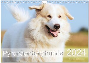 Buchcover Pyrenäenberghunde (Wandkalender 2024 DIN A4 quer), CALVENDO Monatskalender | Carola Schubbel | EAN 9783675617773 | ISBN 3-675-61777-7 | ISBN 978-3-675-61777-3