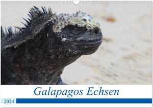 Buchcover Galapagos Echsen (Wandkalender 2024 DIN A3 quer), CALVENDO Monatskalender | Johannes Reeh | EAN 9783675659650 | ISBN 3-675-65965-8 | ISBN 978-3-675-65965-0
