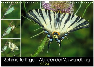 Buchcover Schmetterlinge - Wunder der Verwandlung (Wandkalender 2024 DIN A3 quer), CALVENDO Monatskalender | Wilhelm Eisenreich | EAN 9783675753792 | ISBN 3-675-75379-4 | ISBN 978-3-675-75379-2