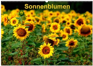 Buchcover Sonnenblumen (Wandkalender 2024 DIN A2 quer), CALVENDO Monatskalender | Dorothea Schulz | EAN 9783675965805 | ISBN 3-675-96580-5 | ISBN 978-3-675-96580-5