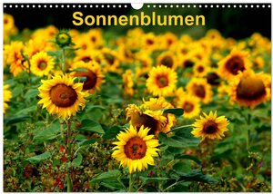 Buchcover Sonnenblumen (Wandkalender 2024 DIN A3 quer), CALVENDO Monatskalender | Dorothea Schulz | EAN 9783675966161 | ISBN 3-675-96616-X | ISBN 978-3-675-96616-1