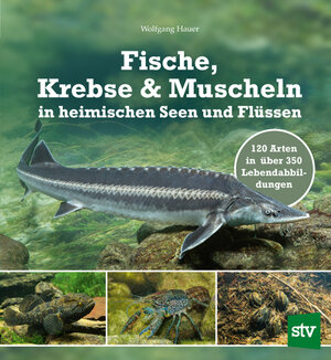 Buchcover Fische, Krebse & Muscheln in heimischen Seen und Flüssen | Wolfgang Hauer | EAN 9783702018979 | ISBN 3-7020-1897-2 | ISBN 978-3-7020-1897-9