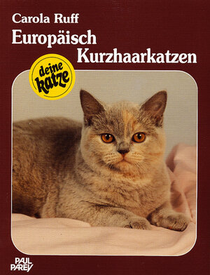 Europäisch Kurzhaarkatzen