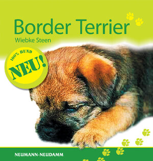 Border Terrier