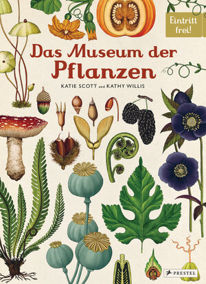 Buchcover Das Museum der Pflanzen | Katie Scott | EAN 9783791372662 | ISBN 3-7913-7266-1 | ISBN 978-3-7913-7266-2