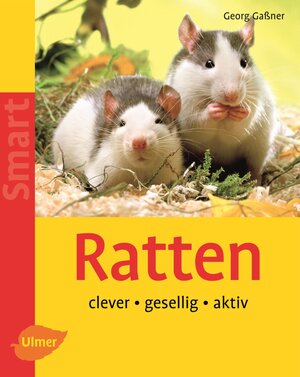 Ratten: clever - gesellig - aktiv