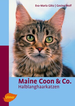 Maine Coon & Co: Halblanghaarkatzen