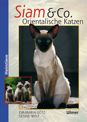 Siam und Co: Orientalische Katzen