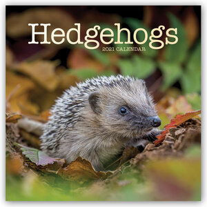 Buchcover Hedgehogs - Igel 2021 | EAN 9783800335756 | ISBN 3-8003-3575-1 | ISBN 978-3-8003-3575-6