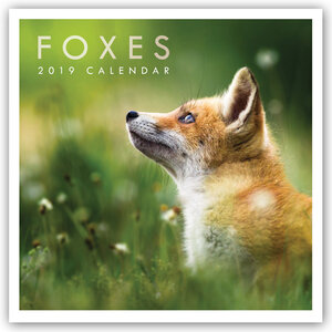 Buchcover Foxes - Fuchs - Füchse 2019  | EAN 9783800336807 | ISBN 3-8003-3680-4 | ISBN 978-3-8003-3680-7