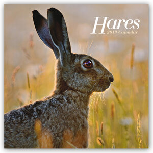 Buchcover Hares - Hasen - Feldhasen 2019 | EAN 9783800336814 | ISBN 3-8003-3681-2 | ISBN 978-3-8003-3681-4