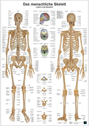 Buchcover Das menschliche Skelett | Christoph Oberdieck | EAN 9783808568620 | ISBN 3-8085-6862-3 | ISBN 978-3-8085-6862-0