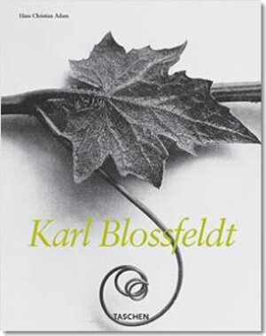 Karl Blossfeldt (Midsize)