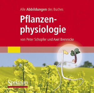 Buchcover Alle Grafiken des Lehrbuchs Pflanzenphysiologie | Peter Schopfer | EAN 9783827427434 | ISBN 3-8274-2743-6 | ISBN 978-3-8274-2743-4